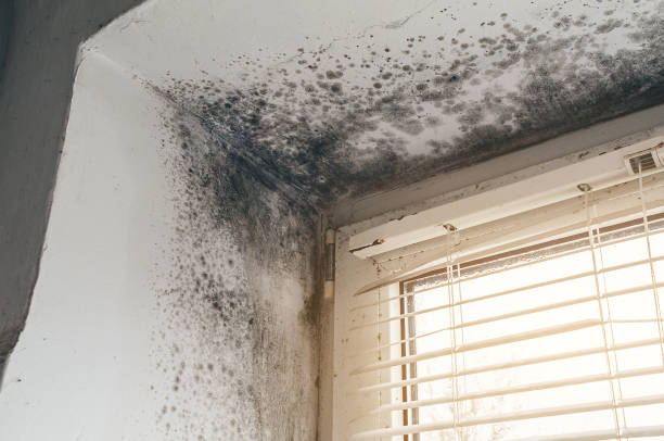 Affordable Black Mold Remediation solutions in Stone Ridge, VA